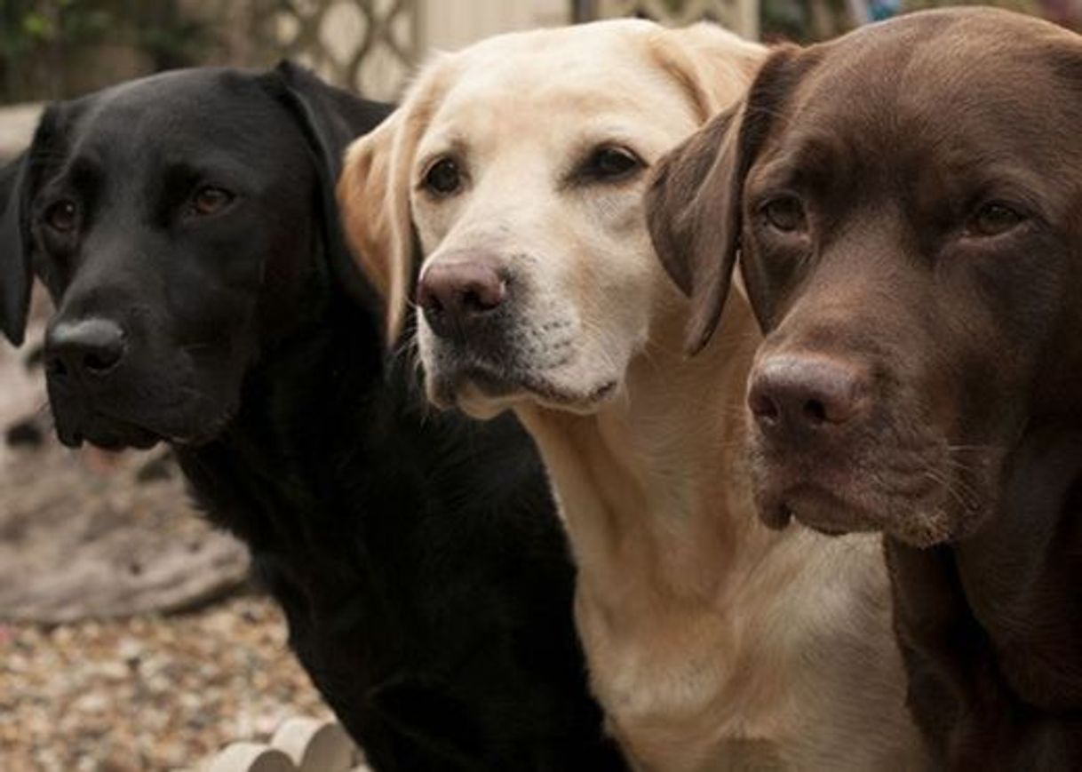Social Labrador