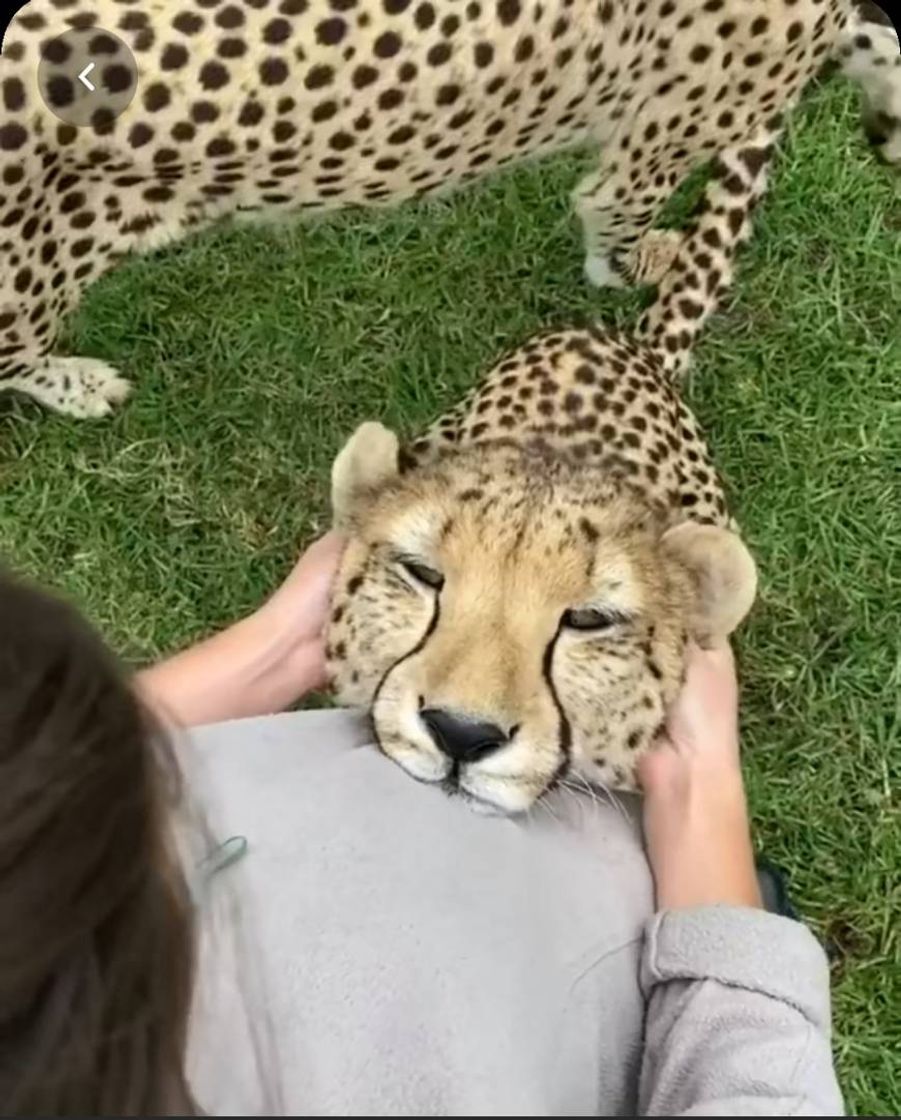 Moda Onça🐯