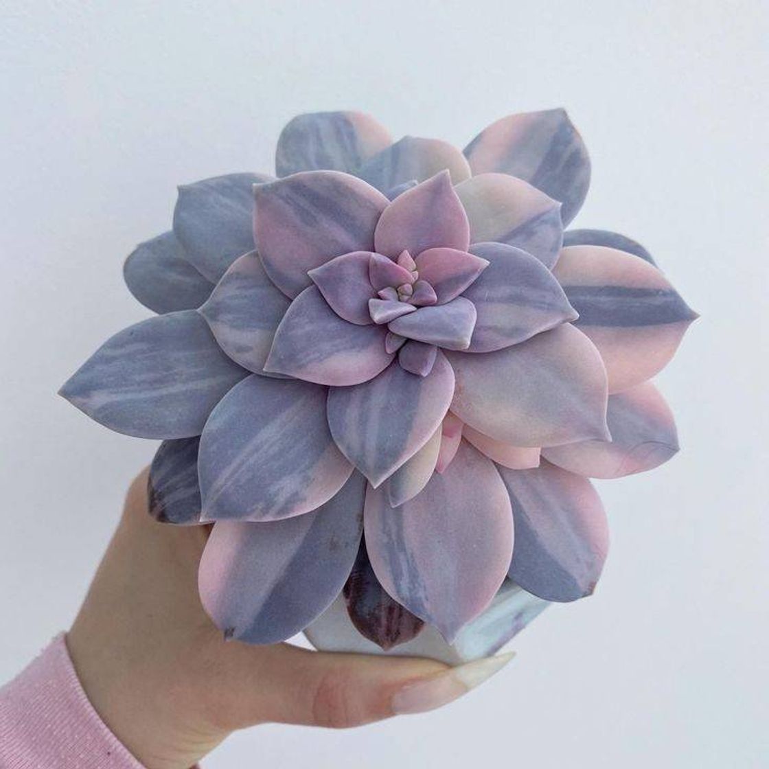 Fashion graptopetalum