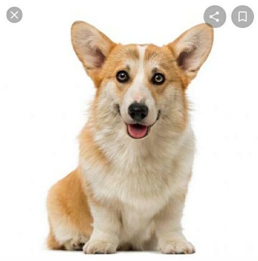 Raça Welsh corgi pembroke