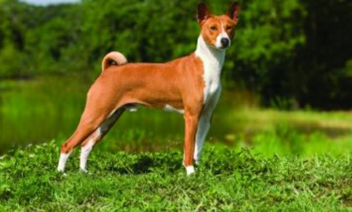 Fashion Raça Basenji