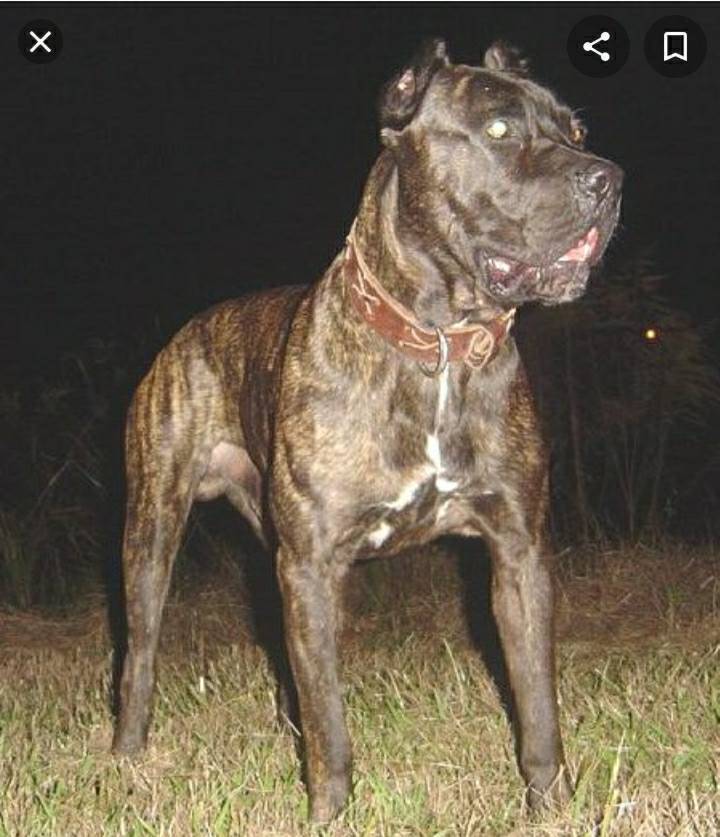 Social Raça Bandog