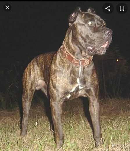 Raça Bandog