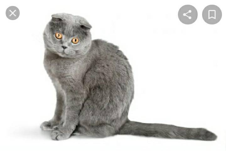 Fashion Raça Scottish fold