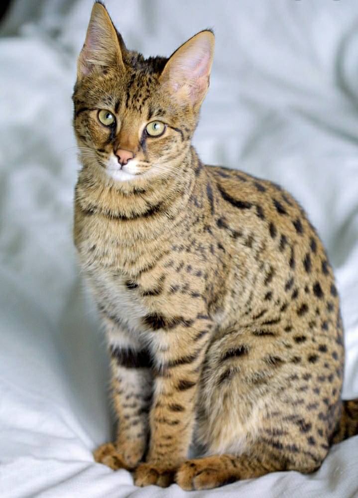 Gato Savannah