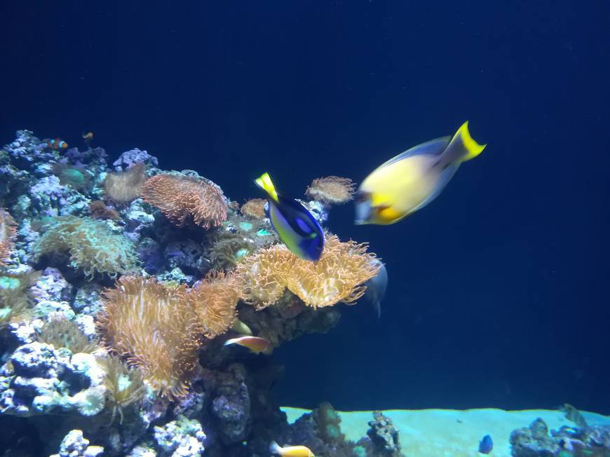 Place Oceanario de Lisboa