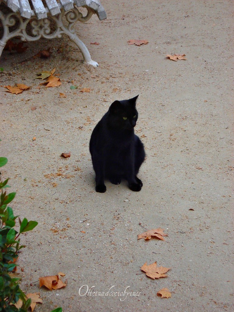 Restaurantes Gato Preto