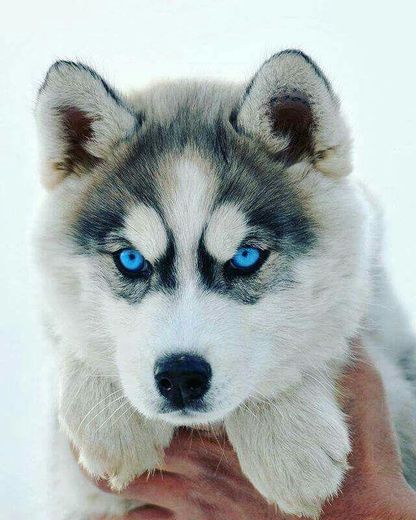 Siberian Husky Dog Breed Information