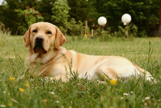 Labrador Images, Stock Photos & Vectors | Shutterstock