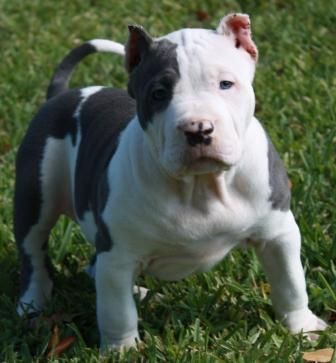 Fashion BLUE BLOODLINE KENNELS - Home | Facebook