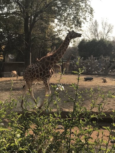 Zoológico de Chapultepec