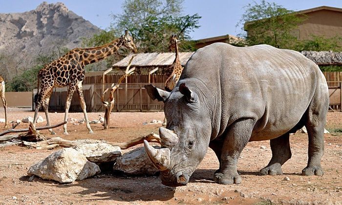 Lugar Safari- Al Ain Zoo