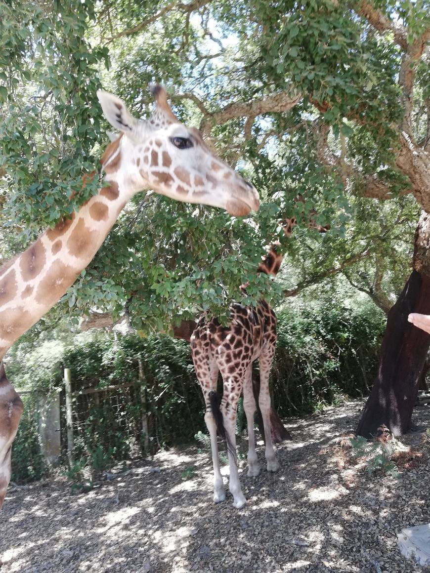 Place Badoca Safari Park