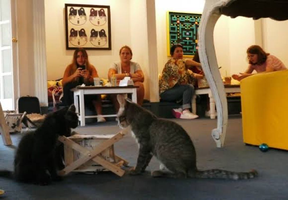 Place Adrianuzca´s Cat Café