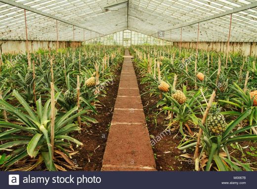 Ananases A Arruda