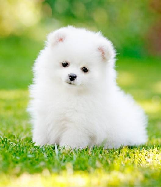 Social Lulu da pomerania - Branco
