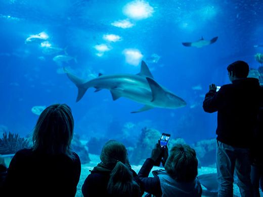 Oceanario de Lisboa