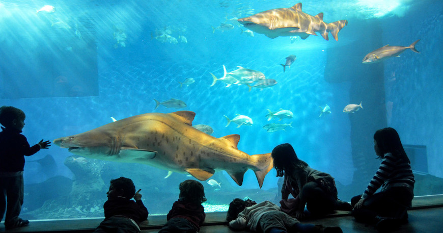 Place Acuario Sevilla