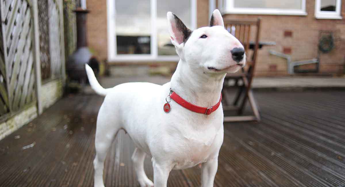 Fashion Bull Terrier