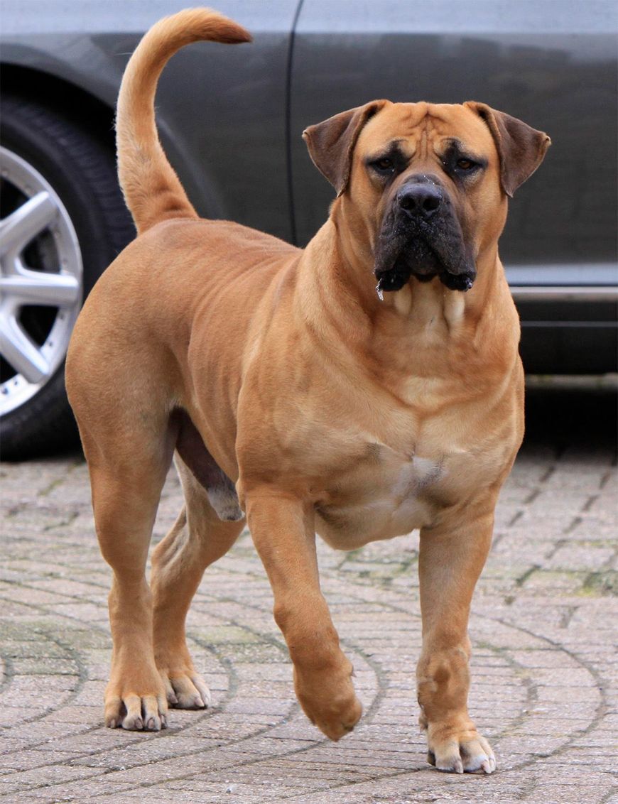 Fashion Boerboel