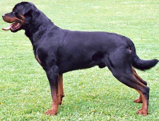 Rottweiler Americano