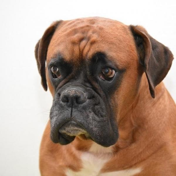 Social Boxer 