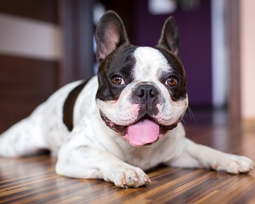 Social Bulldog