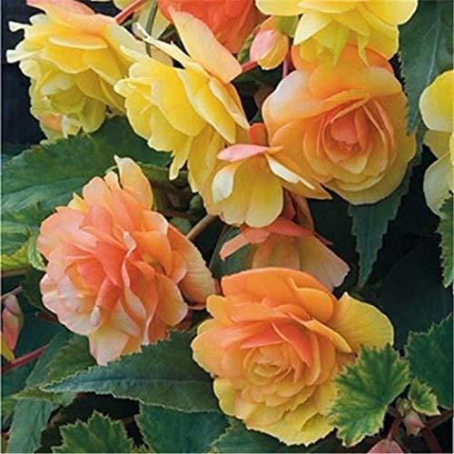 Kisshes Semillas 50pcs Hermosas Semillas de Flores de Begonia mezclan Colores perenne