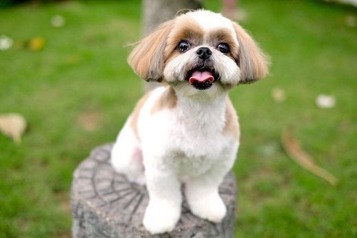 Moda Shih Tzu - Full Profile, History, and Care