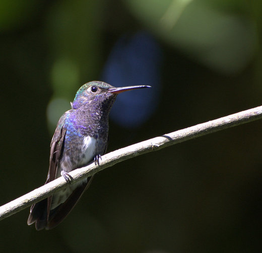 600+ Free Pássaro Beija-Flor & Hummingbird Images - Pixabay