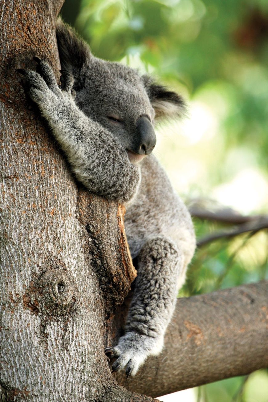 Moda Cute Wild Koala (Kuala) Bear | Things to do on Australia Trip ...