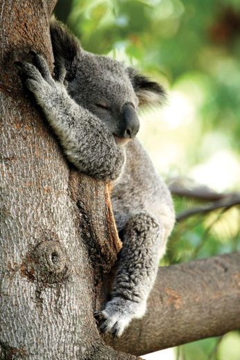Cute Wild Koala (Kuala) Bear | Things to do on Australia Trip ...