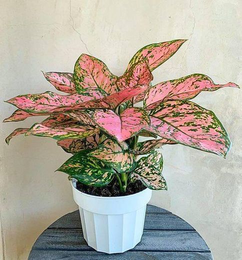 Moda AGLAONEMA