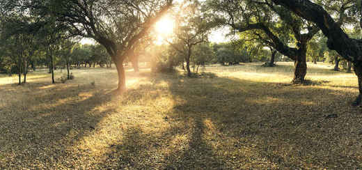 Herdade do Freixo do Meio