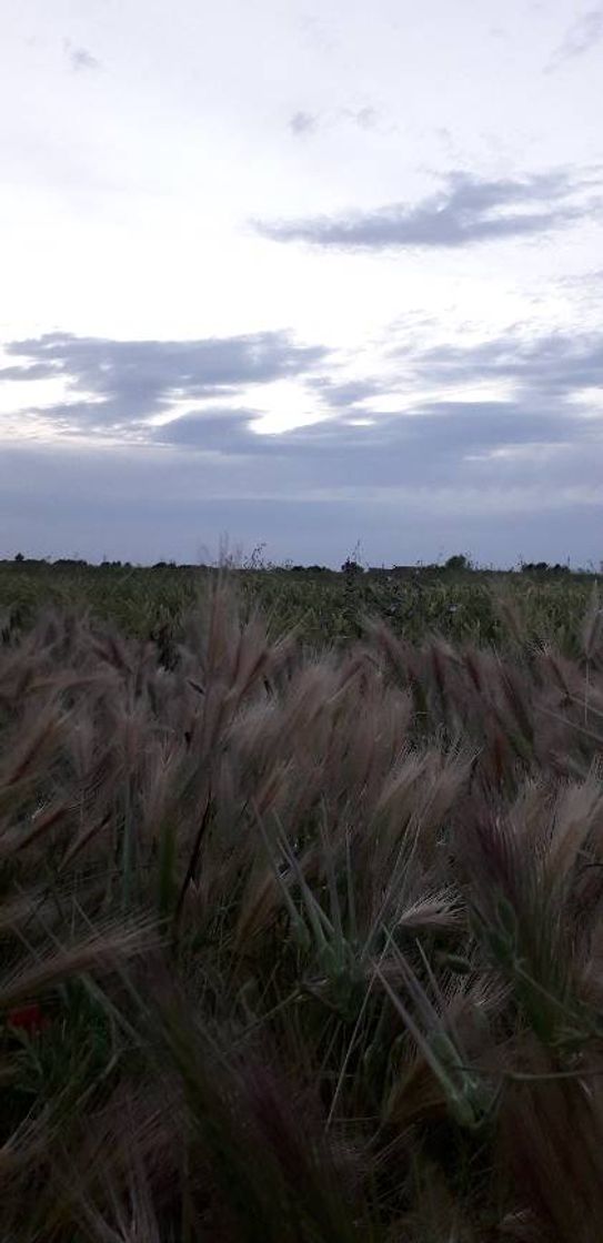 Lugar Cantoblanco