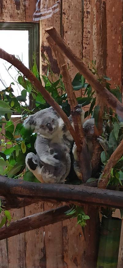 Lugar Jardim Zoológico de Lisboa