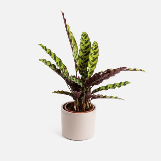 Calathea Insignis Small - Amelie