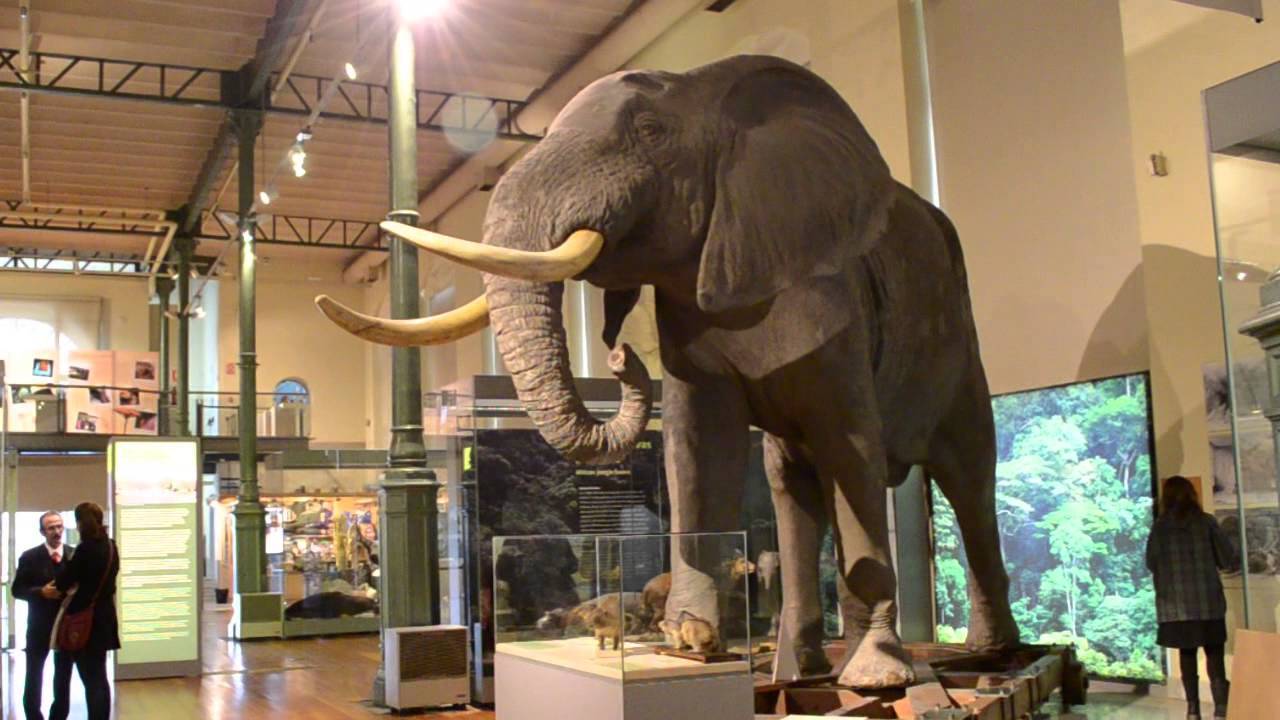 Place Museo Nacional de Ciencias Naturales