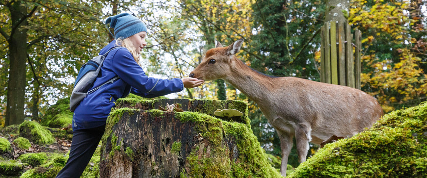 Lugar Goldau, Tierpark