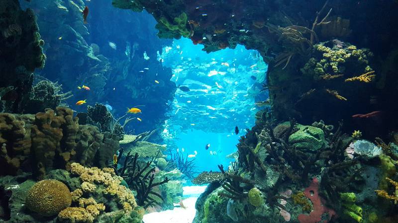 Lugar Oceanário de Lisboa