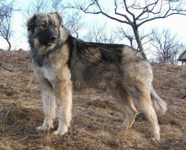 Moda Estrela Mountain Dog - Wikipedia