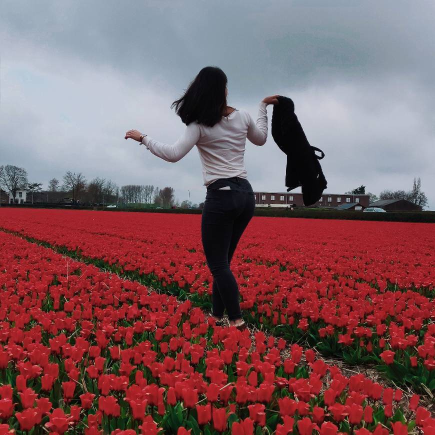 Lugar Keukenhof