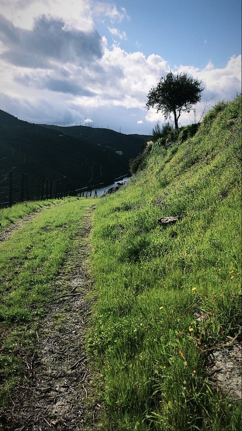 Lugar Covelinhas