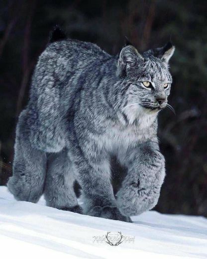 Lince😺😾🐯🐾🐾🐾🐾🐾