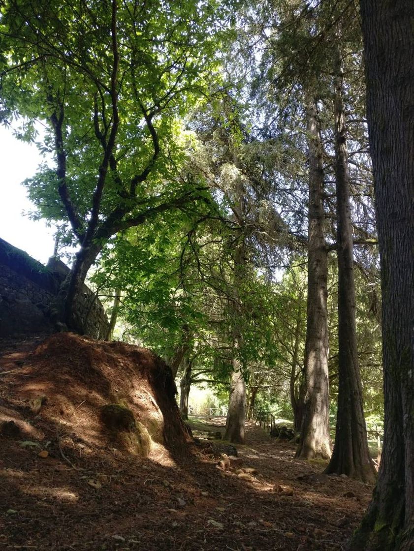 Place Parque Florestal do Montado do Pereiro