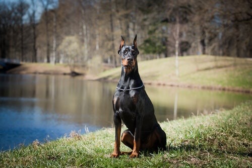 Moda Doberman