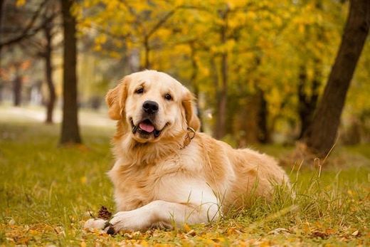 Golden retriever 