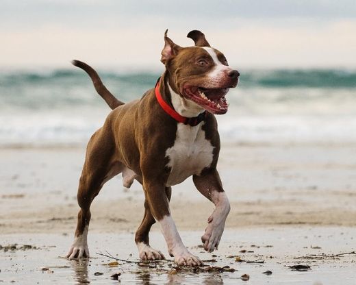 American pit bull terrier 