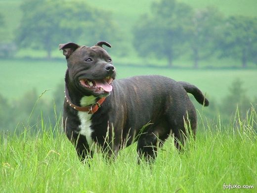 Staffordshire bull terrier