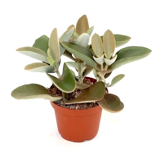 Moda Kalanchoe Orygalis